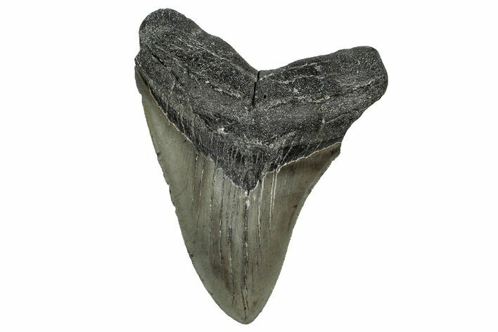 Serrated, Fossil Megalodon Tooth - North Carolina #355860